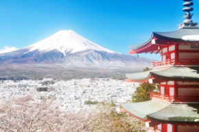 Erable Mt.Fuji 